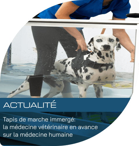 Tapis de marche immergé : pourquoi la médecine vétérinaire a plusieurs années d’avance sur la médecine humaine ?